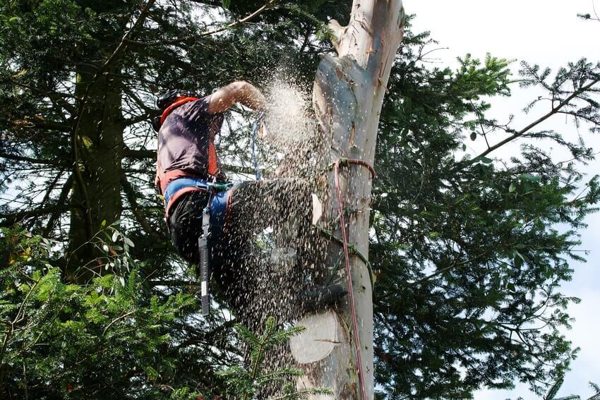 Tree Surgeons Mortlake SW14